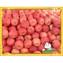 Red fresh fuji apple low price/Chinese red fuji apple/Fresh red sweet apple